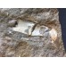 Protocallianassa antiqua Protocallianassa antiqua